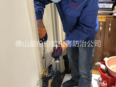高明上門(mén)防治白蟻工程